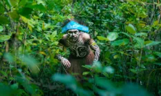 Populasi Satwa Liar Endemik di Papua Selatan Menurun