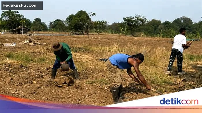 Napi Lapas Karawang dan TNI Garap Lahan Kodim untuk Tanam Jagung Napi Lapas Karawang dan TNI Garap Lahan Kodim untuk Tanam Jagung