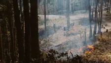 Ilustrasi. Kasus kebakaran hutan dan lahan di sejumlah wilayah Indonesia meningkat. Simak jumlah tersangka, laporan, dan luas area yang terbakar. (Foto: Pexels)