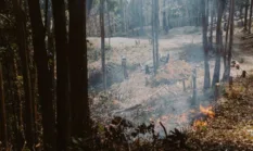 Kasus Kebakaran Hutan dan Lahan Meningkat, 89 Orang Jadi Tersangka