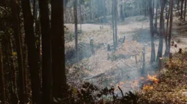 Kasus Kebakaran Hutan dan Lahan Meningkat, 89 Orang Jadi Tersangka