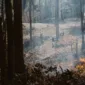 Kasus Kebakaran Hutan dan Lahan Meningkat, 89 Orang Jadi Tersangka