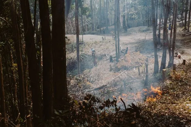 Ilustrasi. Kasus kebakaran hutan dan lahan di sejumlah wilayah Indonesia meningkat. Simak jumlah tersangka, laporan, dan luas area yang terbakar. (Foto: Pexels)